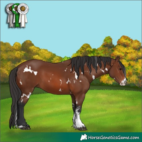 Horse Color:White Spotted Brown Sabino 
