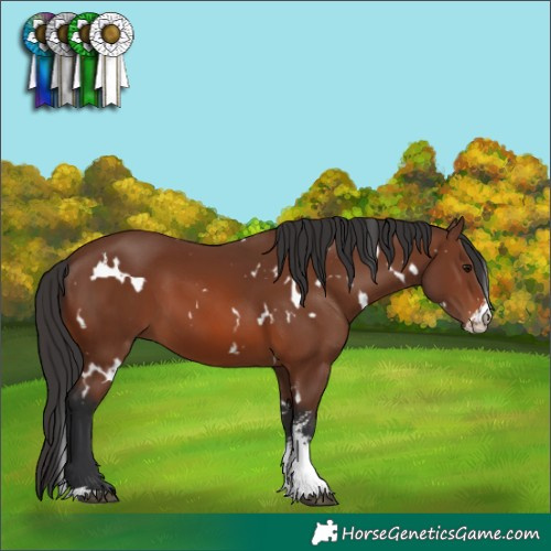 Horse Color:White Spotted Brown Sabino 