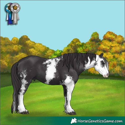 Horse Color:Smoky Black Sabino 