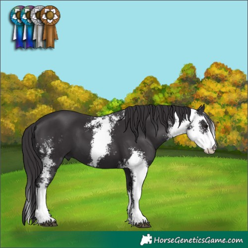 Horse Color:Smoky Black Sabino 