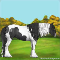 Horse Color:Black Tobiano 