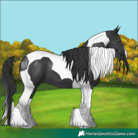 Horse Color:Black Tobiano