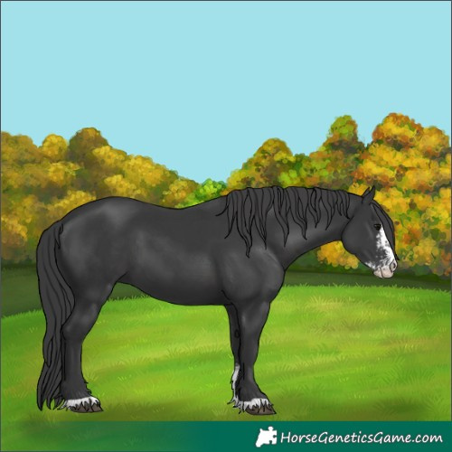 Horse Color:Black Sabino