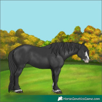 Horse Color:Black Sabino 