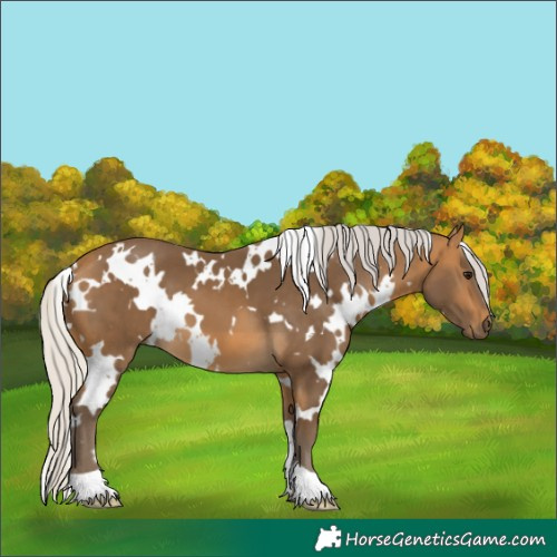 Horse Color:White Spotted Silver Buckskin 