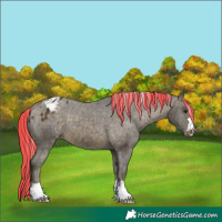 Horse Color:Painted Silver Buckskin Appaloosa 