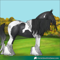 Horse Color:Black Tobiano