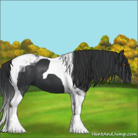 Horse Color:Black Tobiano 