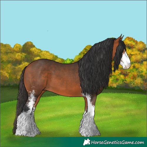 Horse Color:Bay Sabino 