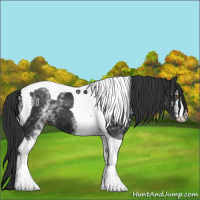 Horse Color:White Spotted Black Tobiano