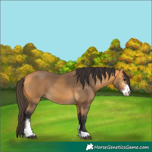 Horse Color:Buckskin Sabino 