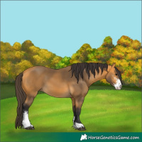 Horse Color:Buckskin Sabino 