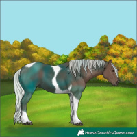 Horse Color:Silver Black Tobiano 