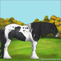 Horse Color:Black Tobiano 