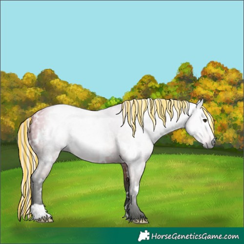 Horse Color:Gray Painted White Spotted Silver Buckskin