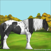 Horse Color:Black Tobiano 