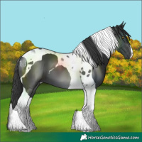 Horse Color:Black Tobiano 
