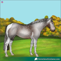 Horse Color:Gray Liver Chestnut Tobiano 