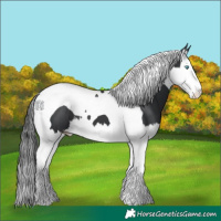 Horse Color:Black Splash Tobiano