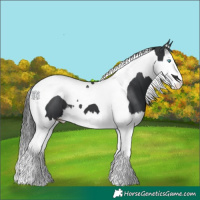 Horse Color:Black Splash Tobiano 