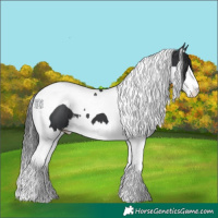 Horse Color:Black Splash Tobiano 
