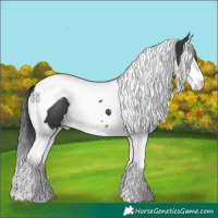 Horse Color:Black Splash Tobiano