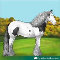 Horse Color:Black Splash Tobiano