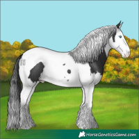 Horse Color:Black Splash Tobiano