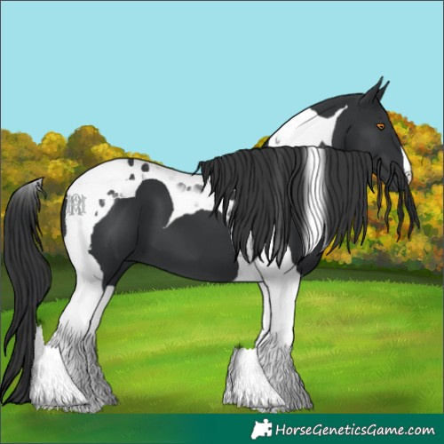 Horse Color:Black Tobiano