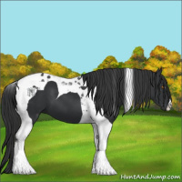 Horse Color:Black Tobiano 