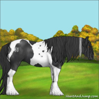 Horse Color:Black Tobiano 