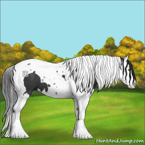 Horse Color:Black Splash Tobiano