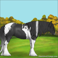 Horse Color:Black Tobiano