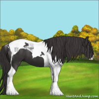 Horse Color:Smoky Black Tobiano 
