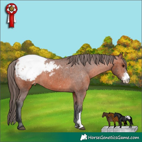Horse Color:Bay Sabino Appaloosa Rabicano 