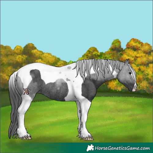 Horse Color:Black Tobiano Rabicano 