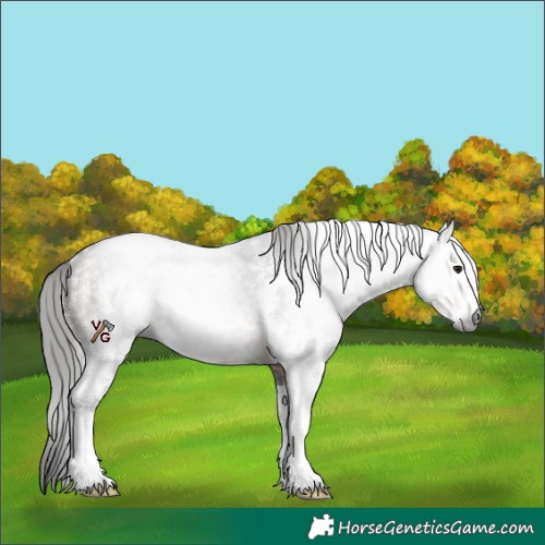 Horse Color:Gray Buckskin Sabino Rabicano 