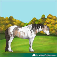 Horse Color:White Spotted Buckskin Tobiano Rabicano 