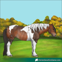 Horse Color:Bay Tobiano Rabicano 