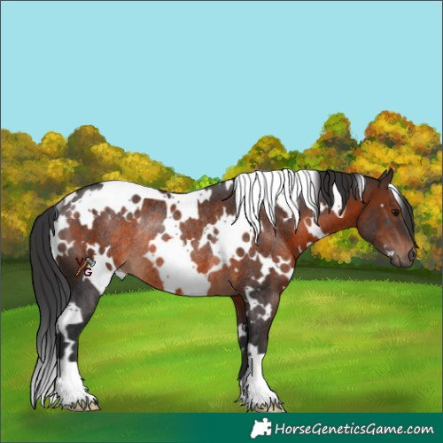 Horse Color:White Spotted Brown Rabicano 