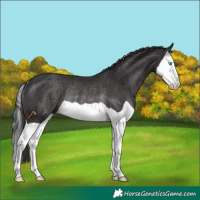 Horse Color:Smoky Black Splash Rabicano 