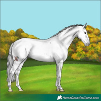 Horse Color:Gray Bay Splash Tobiano Rabicano