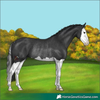 Horse Color:Black Splash Rabicano