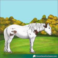 Horse Color:White Spotted Silver Brown Splash Tobiano Rabicano 