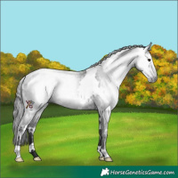 Horse Color:Gray White Spotted Black Rabicano