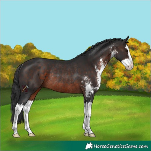 Horse Color:Brown Sabino Splash Rabicano 