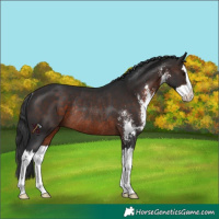 Horse Color:Brown Sabino Splash Rabicano 