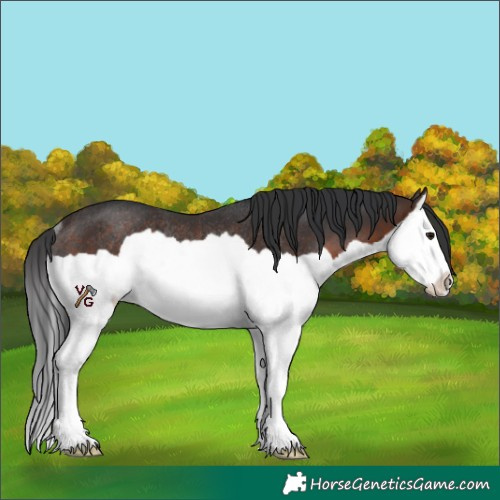 Horse Color:Brown Splash Rabicano 