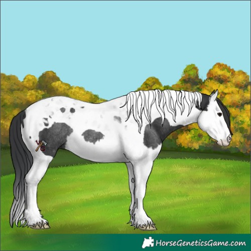 Horse Color:Black Splash Tobiano Rabicano