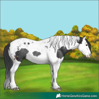 Horse Color:Black Splash Tobiano Rabicano